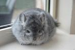 chinchilla standaard Angora bok, Dieren en Toebehoren, Knaagdieren, Mannelijk, Chinchilla, Na 1 juli 2024