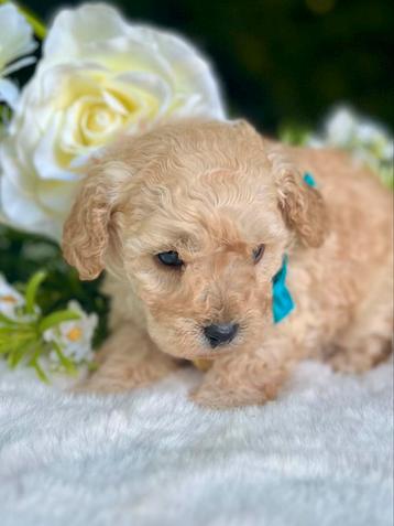 EXCLUSIEF‍️ 🐕‍🦺❤️🐾Toy Poedel pup reutje beschikbaar voor biedingen