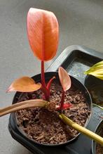 Philodendron Prince of Orange, Huis en Inrichting, Kamerplanten, Ophalen, Overige soorten, Halfschaduw, Minder dan 100 cm