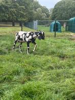 Nubische maanvlek bok, Dieren en Toebehoren, Schapen, Geiten en Varkens, Mannelijk, Geit