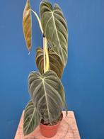 Philodendron Melanochrysum p12, Huis en Inrichting, Kamerplanten, Ophalen of Verzenden, Halfschaduw, Minder dan 100 cm