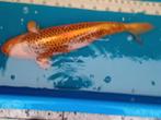 Divers soorten koikarper's  Maat 50 tot 65 cm, Karper of Koi
