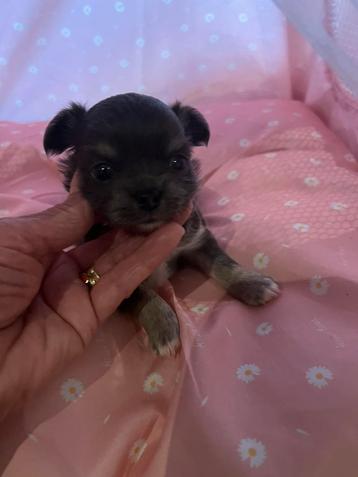 Chihuahua puppy teefje  beschikbaar voor biedingen