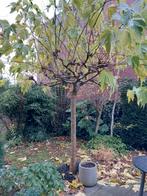 Dak moerbei, Ophalen, Volle zon, Overige soorten, 100 tot 250 cm