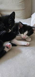 Panda kitten van 10 weken, 0 tot 2 jaar