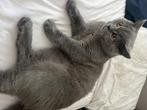 Britse korthaar, Poes, Gechipt, 0 tot 2 jaar