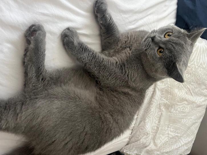 Britse korthaar, Dieren en Toebehoren, Katten en Kittens | Raskatten | Korthaar, Poes, 0 tot 2 jaar, Gechipt, Ontwormd