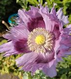 Zaden Papaver Somniferium Turkish (rose gerafeld), Tuin en Terras, Bloembollen en Zaden, Verzenden, Voorjaar, Volle zon, Zaad