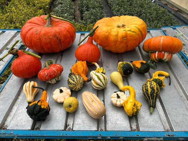 Pompoenen en sierkalebassen, Tuin en Terras, Tuinwanddecoratie, Nieuw, Ophalen
