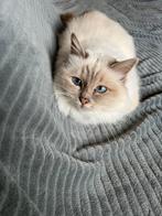 Heilige birmaan poes met stamboom, Poes, Met stamboom, 3 tot 5 jaar