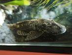 Algeneter pleco aquarium 5 cm, Dieren en Toebehoren, Vissen | Aquariumvissen, Vis