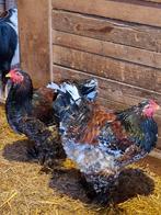 2 jonge Brahma hanen, Dieren en Toebehoren, Mannelijk, Kip