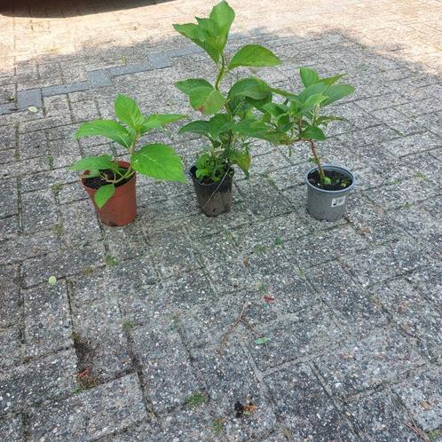 Hortensia's stekken, Tuin en Terras, Planten | Tuinplanten, Vaste plant, Overige soorten, Zomer, Ophalen