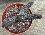 Huernia Distincta Matjesfontein, Huis en Inrichting, Kamerplanten, Ophalen of Verzenden, Vetplant