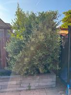 Olijfboom, Tuin en Terras, Planten | Bomen, Volle zon, Bloeit niet, Ophalen of Verzenden, 100 tot 250 cm