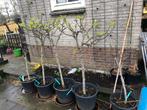 Tekoop aangeboden vijgenbomen ficus carica, Volle zon, 100 tot 250 cm, Vijgenboom, Ophalen
