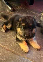 Duitse herder puppys, Teef, Meerdere, Herder, Nederland