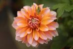 Dahlia zaden, Verzenden, Volle zon