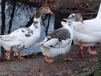 2 bonte kuif ganzen mannen, Dieren en Toebehoren, Mannelijk, Gans of Zwaan