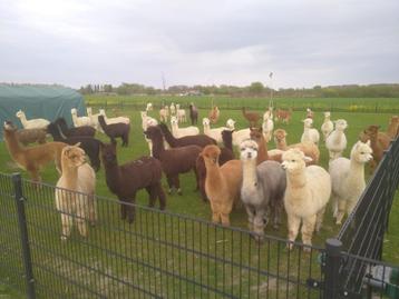 alpaca beschikbaar voor biedingen