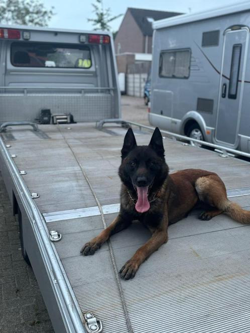 Mooie dekreu mechelse herder, Dieren en Toebehoren, Honden | Herdershonden en Veedrijvers, Reu, Herder, Particulier, Eén hond