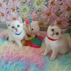 Prachtige Britse kittens zilveren chinchilla, Dieren en Toebehoren, Katten en Kittens | Raskatten | Korthaar, Meerdere dieren