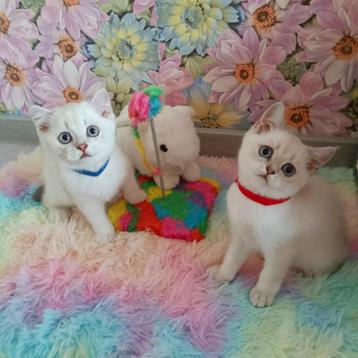 Prachtige Britse kittens zilveren chinchilla beschikbaar voor biedingen