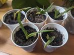 Aloë vera - aloe vera - vetplantjes, Ophalen, Overige soorten, Minder dan 100 cm