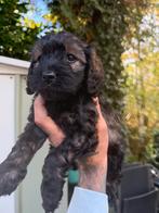 Huiskamer nest Cockapoo pups 2 reutjes bechikbaar, Poedel, Rabiës (hondsdolheid), Reu, 8 tot 15 weken