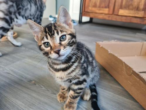 2 prachtige en lieve Bengaalse kittens (katertjes) - brown, Dieren en Toebehoren, Katten en Kittens | Raskatten | Korthaar, Kater