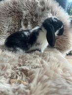 Jonge tamme Nederlandse hangoor dwergkonijntjes nhd, Dieren en Toebehoren, Mannelijk, Dwerg, Hangoor