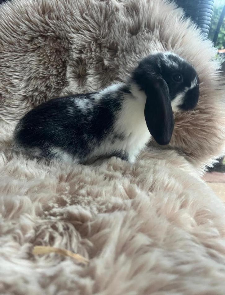 Jonge tamme Nederlandse hangoor dwergkonijntjes nhd, Dieren en Toebehoren, Konijnen, Dwerg, Mannelijk, Hangoor