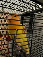 Agapornis Roseicollis Lutino, Dieren en Toebehoren, Vogels | Parkieten en Papegaaien, Geslacht onbekend, Dwergpapegaai of Agapornis