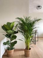 2for80- Ficus Lyrata &Areca Palm, Huis en Inrichting, Kamerplanten, Ophalen of Verzenden