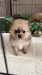 Pomeriaan pups merle, Dieren en Toebehoren, Honden | Poolhonden, Keeshonden en Oertypen, Overige rassen, 8 tot 15 weken, Meerdere