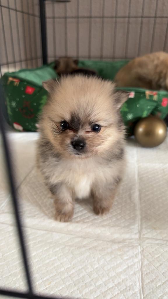 Pomeriaan pups merle, Dieren en Toebehoren, Honden | Poolhonden, Keeshonden en Oertypen, Meerdere dieren, Overige rassen, Particulier