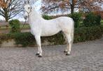 Te koop 12-jarige tuigpaard ruin, B, Gechipt, Ruin, 170 tot 175 cm