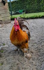 Haan, Dieren en Toebehoren, Pluimvee, Mannelijk, Kip