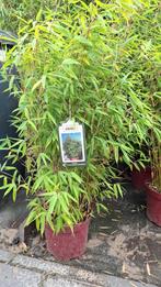 Fargesia Campbell Bamboe 1.50m, Ophalen, Vaste plant, Siergrassen, Bloeit niet