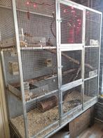 Kooi + attributen en zebravinken 2 man 3 vrouwtjes, Dieren en Toebehoren, Ophalen, Zo goed als nieuw, Hout, Vogelkooi