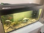 Jewel Rio 180, Dieren en Toebehoren, Vissen | Aquaria en Toebehoren, Ophalen, Zo goed als nieuw, Gevuld zoetwateraquarium