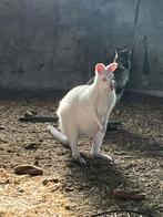 Wallaby man wit, Dieren en Toebehoren, Overige Dieren, Maart, Mannelijk