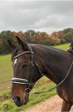 Mooie erg lieve ruin te koop, Ruin, Recreatiepaard, Met stamboom, 11 jaar of ouder