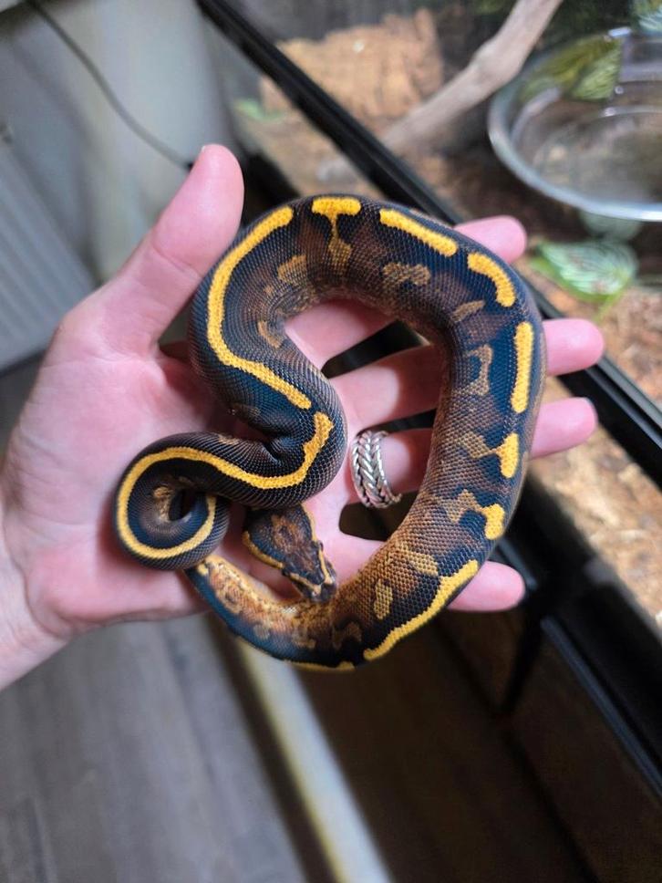 Pavement vrouwtje Python Regius