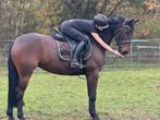 5-jarige E-pony merrie met topkarakter, Dieren en Toebehoren, Paarden, Minder dan 160 cm, 3 tot 6 jaar, L, Recreatiepaard