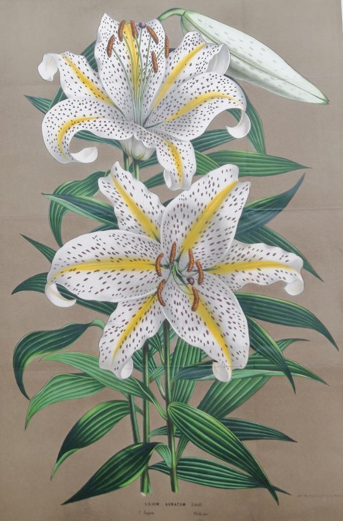 Grote botanische prent Goudband Lelie, Antiek en Kunst, Kunst | Etsen en Gravures, Ophalen of Verzenden