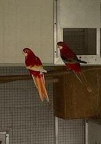 Koppel rosella's, Meerdere dieren, Parkiet, Geringd