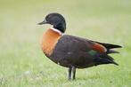 Australische casarca man, Dieren en Toebehoren, Pluimvee, Mannelijk, Gans of Zwaan