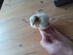 Verstoten kuiken, Dieren en Toebehoren, Pluimvee, Kip