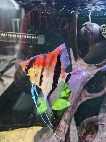 Manacapura red back  beschikbaar voor biedingen